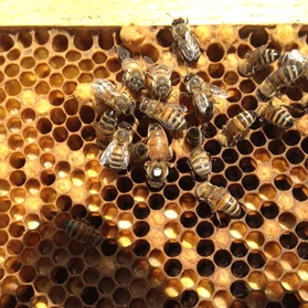gold-gelbe Bienenwabe mit verdeckelter Brut, Bienen und in der Mitte eine Königin mit einem weisen Punkt zur leichteren Erkennung würden Imker. gold-gelbe Bienenwabe mit verdeckelter Brut, Bienen und in der Mitte eine Königin mit einem weisen Punkt zur leichteren Erkennung würden Imk